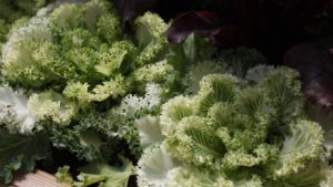 Sakata Expands Its Access To Patents For Variety Development