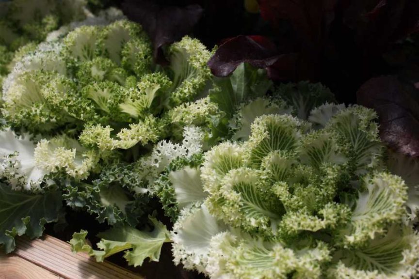 'Nagoya' Flowering Kale (Sakata Ornamentals)