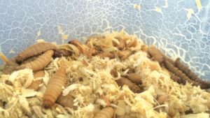 The Lowdown: Nematodes Could Pose Problems for Hemp Growers