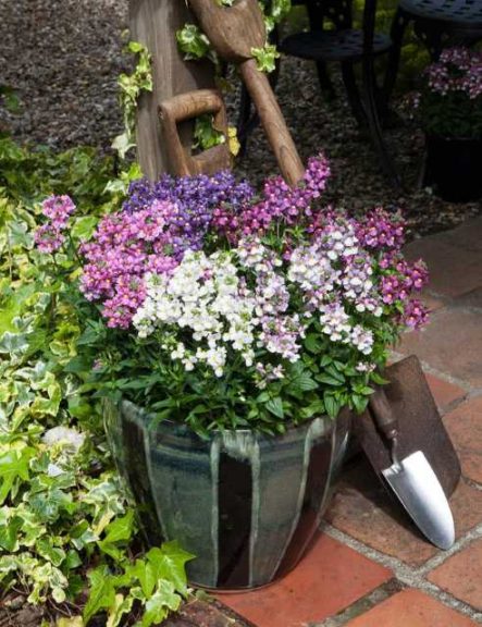 Nemesia Seventh Heaven Mix (Floranova)