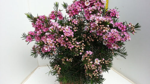 Danziger Reaches Deal To Distribute Nir Nursery Varieties In South America, Africa, And Japan