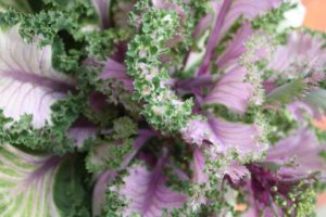 'Osaka' Flowering Cabbage (Sakata Ornamentals)