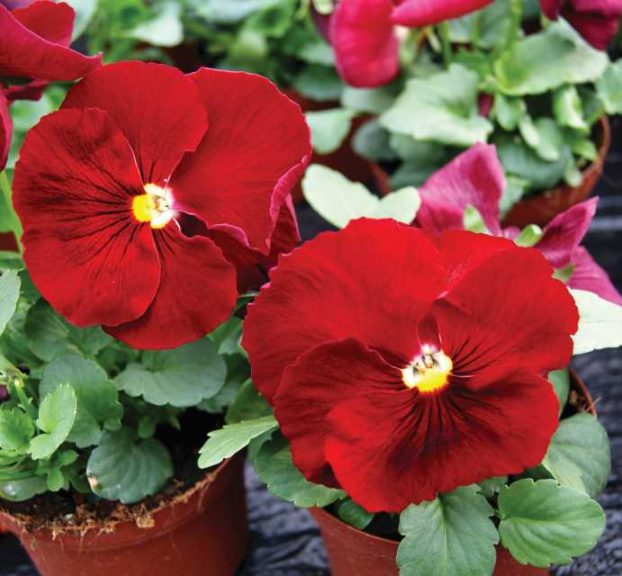 Pansy 'Cello Scarlet' (Hem Genetics)