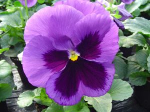 Pansy 'XTrada Mid Blue' (Hem Genetics)