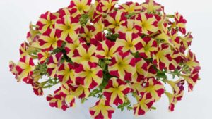Danziger Introducing New Petunia Amore Series, And More, At Europe FlowerTrials In June