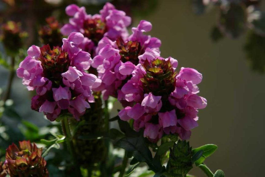 Prunella Deville Series (Cultivaris)