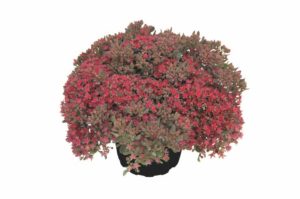 Sedum Rocky and Painted Pebble Series (Kientzler)