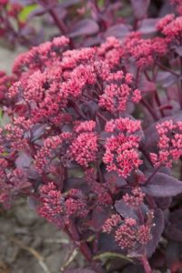 Sedum telephium ‘Chocolate Cherry’ (Cultivaris)