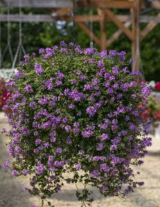 Stachys × ‘Lilac Falls’ (Westflowers)