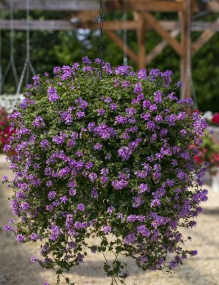 Stachys × ‘Lilac Falls’ (Westflowers)