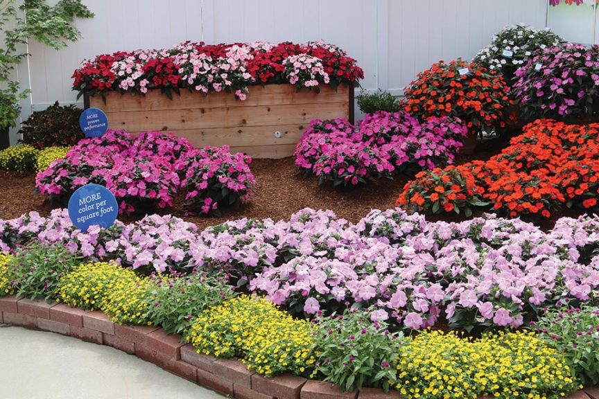 SunPatiens From Sakata Ornamentals