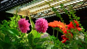 Indoor Gardening Program, Modern Homesteading, Will Launch At Cultivate’16