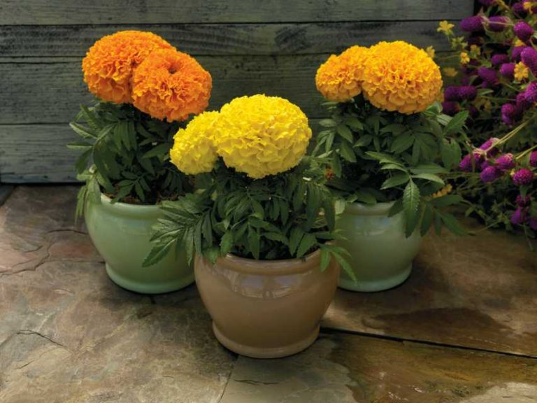 Tagetes Proud Mari Series (Sakata Ornamentals)