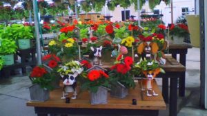 Eye-Tracking Research Uncovers What Garden Center Customers Really See
