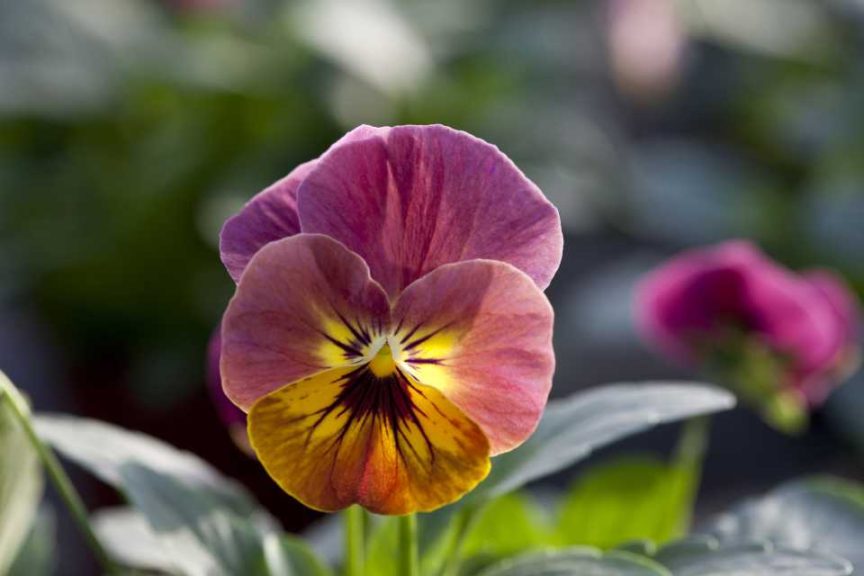Viola cornuta 'Bel Viso Pineapple Crush' (Floranova)
