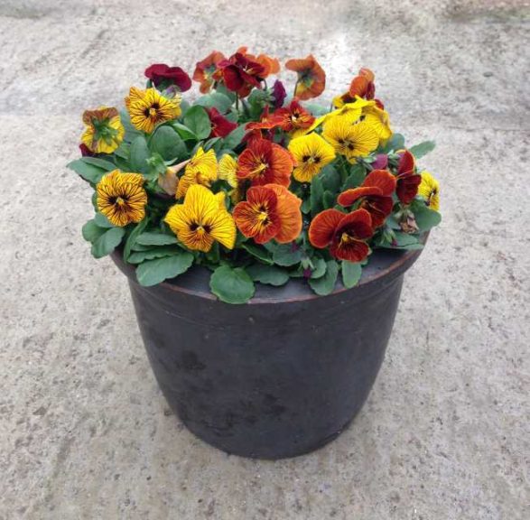 Viola cornuta Tiger Eye Mix (Floranova)