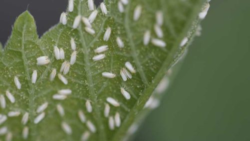 Breaking News: Florida Growers Reporting Major Whitefly Management Problems