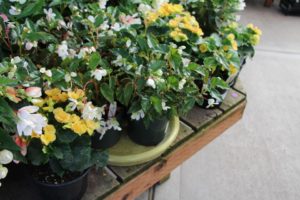 A ceramic saucer groups plants on a display bench at Portland Nursery