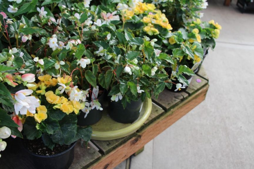 A ceramic saucer groups plants on a display bench at Portland Nursery