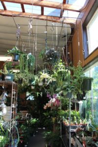 A wire grid displays hanging plants at Portland Nursery