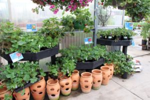 Alternating heights lend interest to a perimeter display of strawberry plants at Bauman Farms