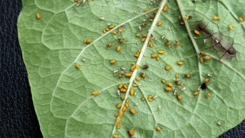 How You Can Stop Aphids By Understanding Their Interactions With Plants