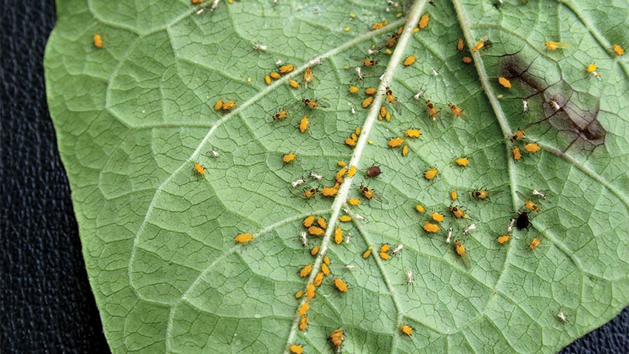 Where Do Aphids Come From
