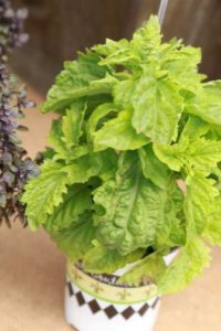 'Bambino Green' Pesto Basil   (Hort Couture)