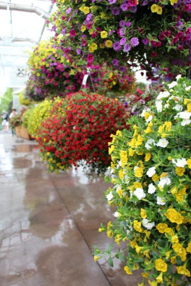 Bauman Farms has two layers of hanging baskets, making it easy to browse