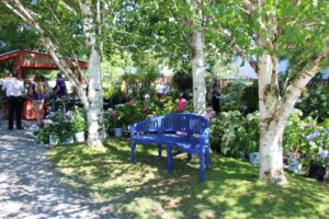 Plant a birch grove to shade a sitting area (Good News Gardens)