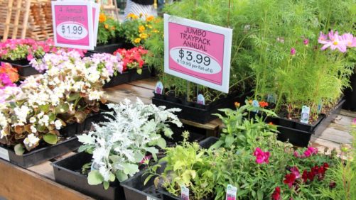 It’s Official: Growers Stink At Pricing Plants