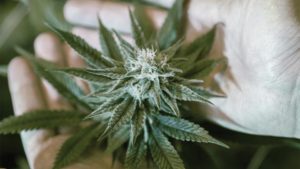 Cannabis Growers Try To Become More Sustainable