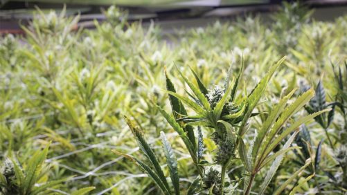 Cannabis Group Stays Focused On Consistent Standards For Crop Protection