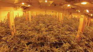How to Make Your Cannabis Growing Operation Smarter