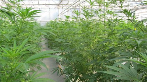 How To Maximize The Efficiency Of Your Cannabis Structure