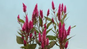 First Five Plants To Win 2017 All-America Selections Announced