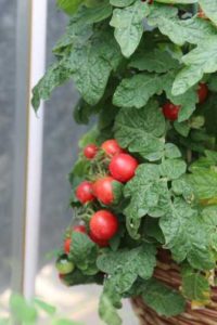 'Pink Robin' Cherry Tomato  (Sakata Vegetables)