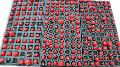 How Plug Tray Density Affects Hydroponic Radish Production