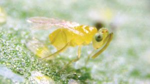 Beneficial Predators Can Help Control Whiteflies On Poinsettia