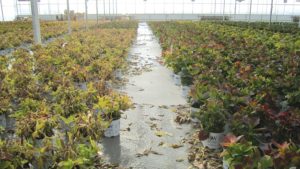 Select The Right Filter For Ebb-And-Flood Irrigation