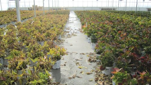 Select The Right Filter For Ebb-And-Flood Irrigation