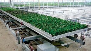 Automation Saves Labor And Space At Floricultura Pacific