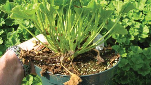 How To Prevent Greenhouse Heating Leaks