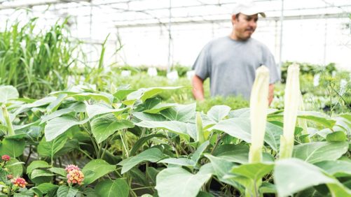 Case Made to Protect Horticulture Industry From COVID-19 Fallout