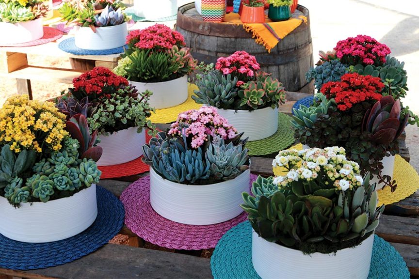 Kalanchoe Container Combinations (Dümmen Orange)