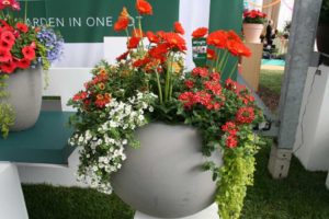 Westhoff/Florist Holland Gerbera Combo Container