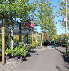 Shorty's has an extensive outside plant yard. But you'll find no straight paths.