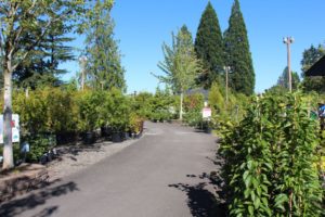 The curving paths give customers views of plants, no matter where they are in the yard.