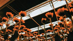 3 New Products For Cannabis Producers