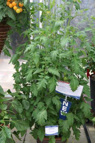 'Optimax' Saladette Tomato (Sakata Vegetables)